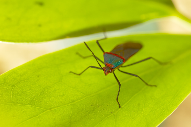 Illustration for article titled Shooting Challenge: Bugs 3